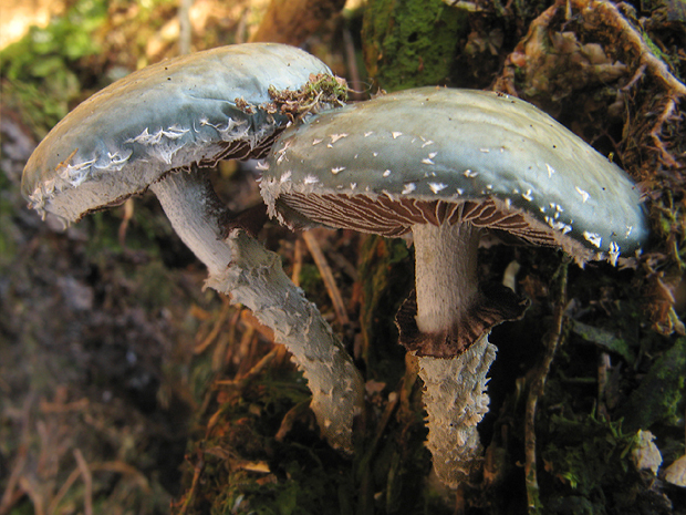 golierovka zelenkastá Stropharia aeruginosa (Curtis) Quél.