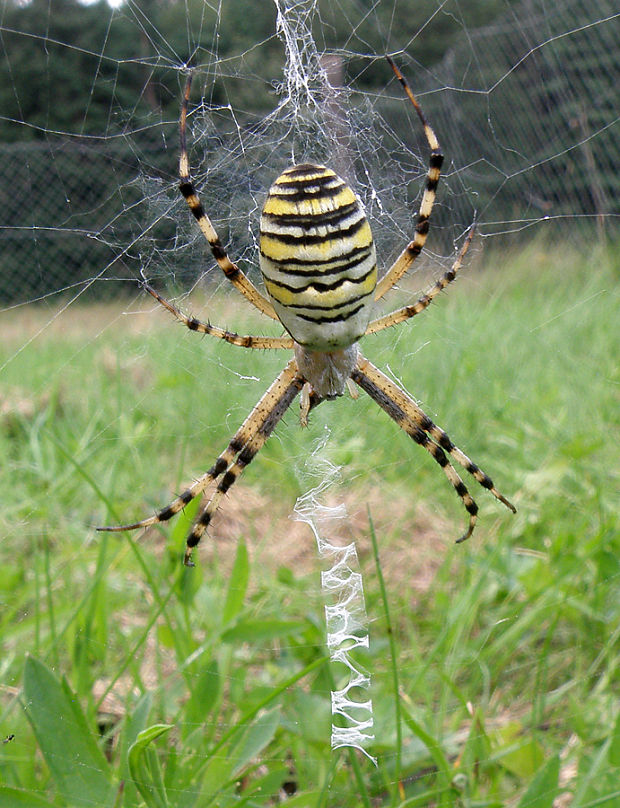 križiak pásavý / křižák pruhovaný Argiope bruennichi Scopoli, 1772