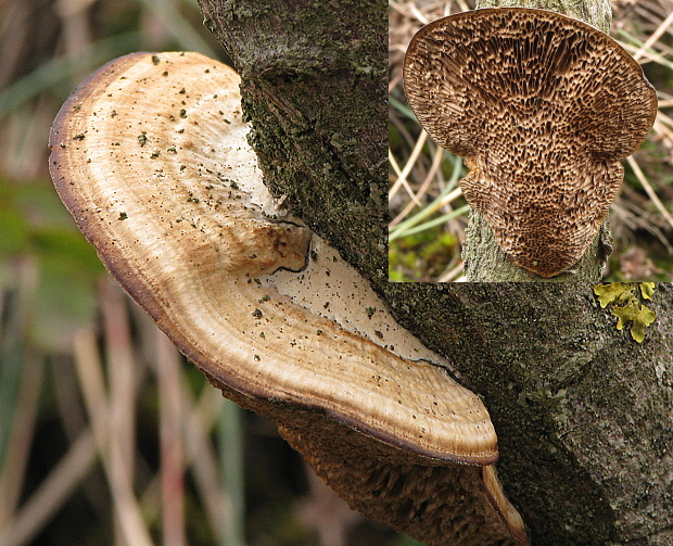 sieťkovček červenkastý Daedaleopsis confragosa (Bolton) J. Schröt.