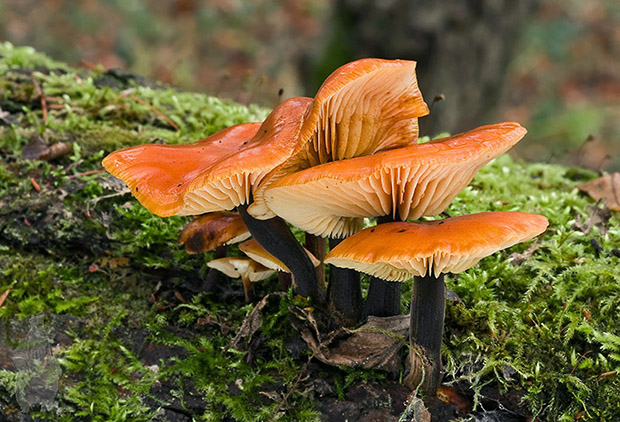 plamienka Flammulina sp.