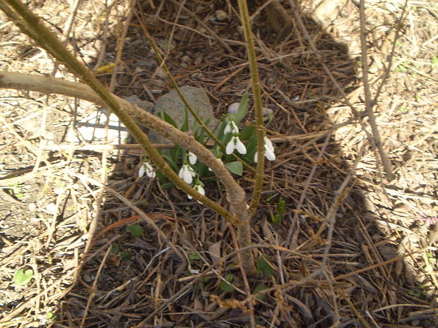 snežienka jarná Galanthus nivalis L.