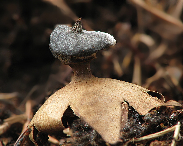 hviezdovka golierikovitá Geastrum striatum DC.