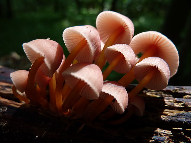 prilbička žltohlúbiková Mycena renati Quél.