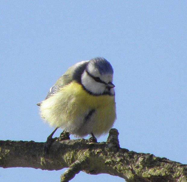 sýkorka belasá Parus caeruleus