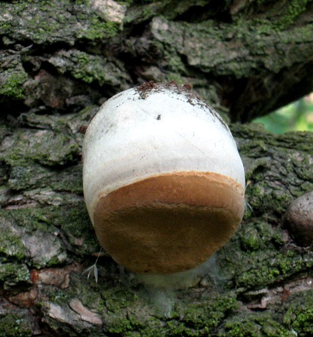 ohňovec obyčajný Phellinus igniarius (L.) Quél.