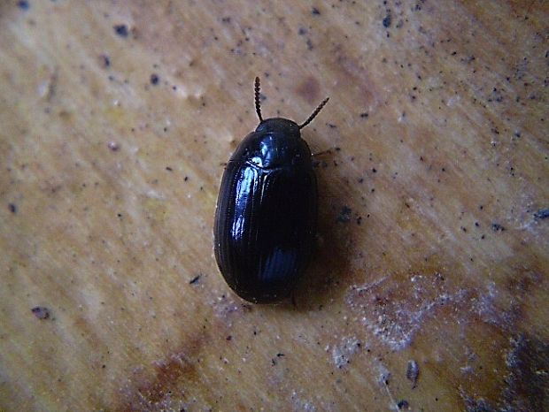 potemník Platydema violaceum