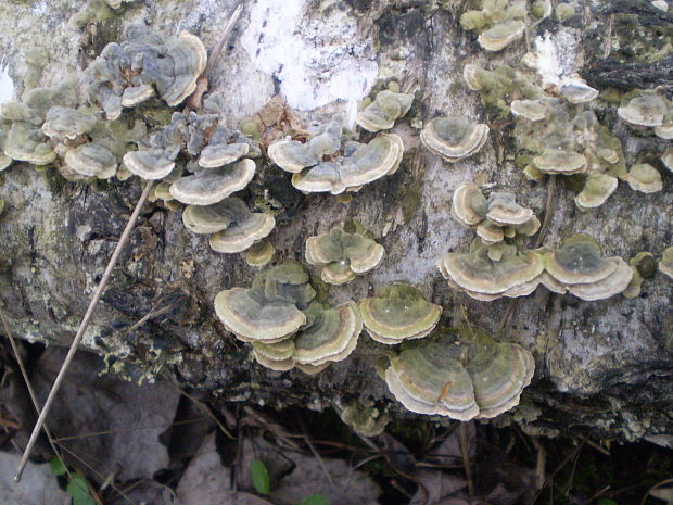 trúdnikovec pestrý Trametes versicolor (L.) Lloyd