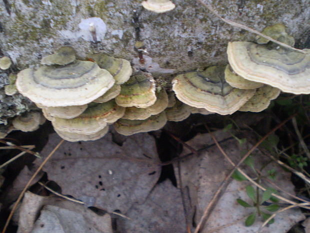 trúdnikovec pestrý  Trametes versicolor (L.) Lloyd