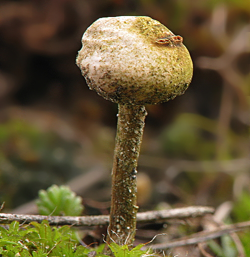 stopkovec zimný Tulostoma brumale Pers.