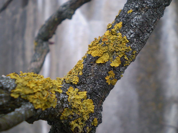 diskovník múrový Xanthoria parietina var. parietina