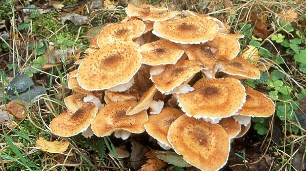 podpňovka tmavá Armillaria ostoyae  (Romagn.) Herink