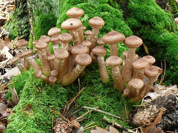 podpňovka tmavá Armillaria ostoyae  (Romagn.) Herink