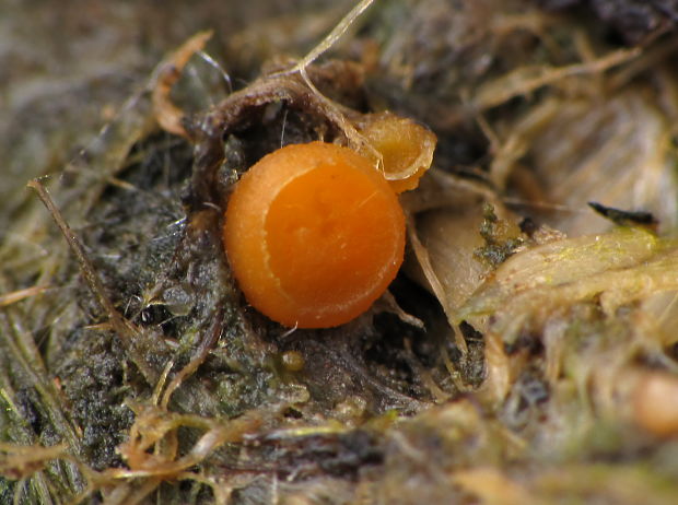 lajnovec Cheilymenia sp.