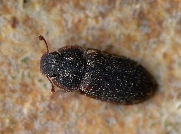 Colobicus hirtus Rossi, 1790