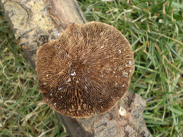 sieťkovček červenkastý Daedaleopsis confragosa (Bolton) J. Schröt.