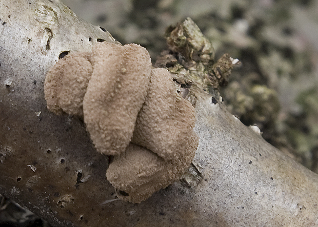 dutinovka otrubnatá Encoelia furfuracea (Roth) P. Karst.