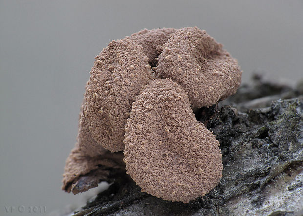 dutinovka otrubnatá Encoelia furfuracea (Roth) P. Karst.