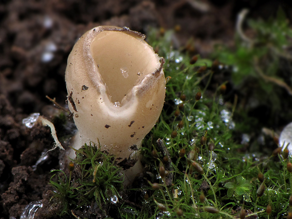 chriapač sosnový Helvella leucomelaena (Pers.) Nannf.