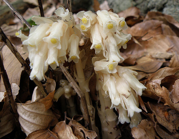 hniliak smrekový Monotropa hypopitys L.