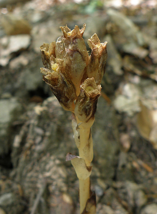 hniliak smrekový Monotropa hypopitys L.