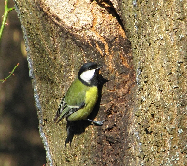 sýkorka veľká -sýkora koňadra Parus major