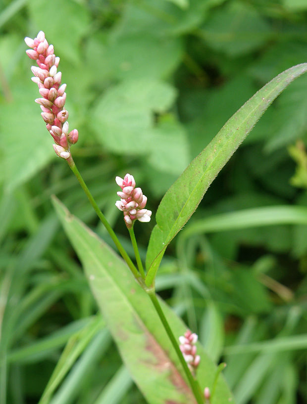 horčiak broskyňolistý Persicaria maculosa  S. F. Gray