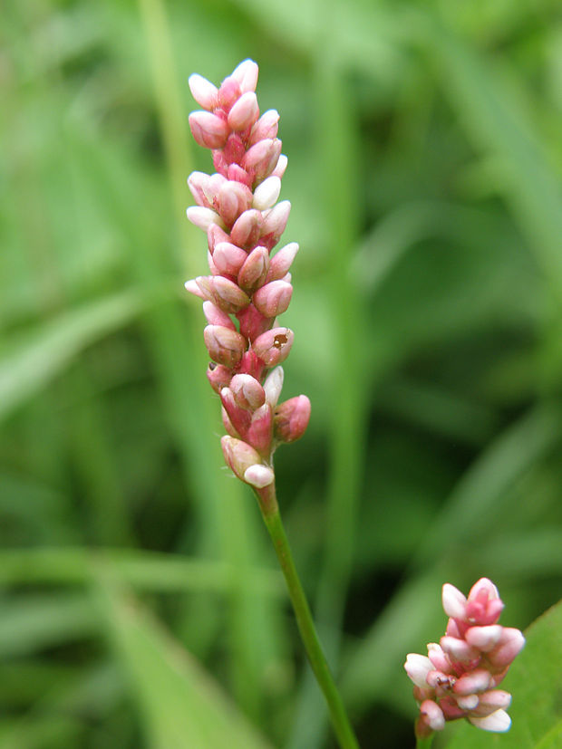 horčiak broskyňolistý Persicaria maculosa  S. F. Gray