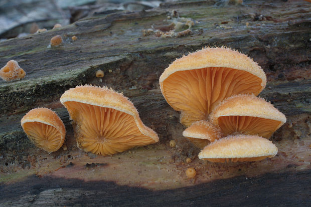 hlivník hniezdovitý Phyllotopsis nidulans (Pers.) Singer