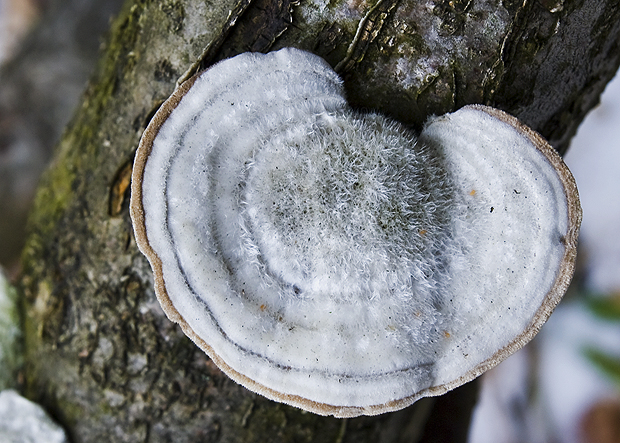 trúdnikovec chlpatý Trametes hirsuta (Wulfen) Lloyd