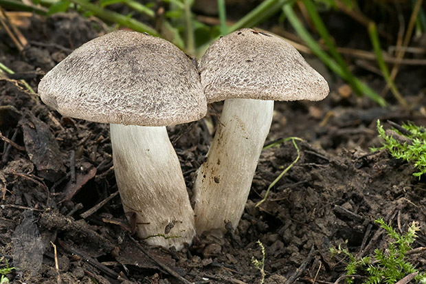 čírovka zemná Tricholoma terreum (Schaeff.) P. Kumm.