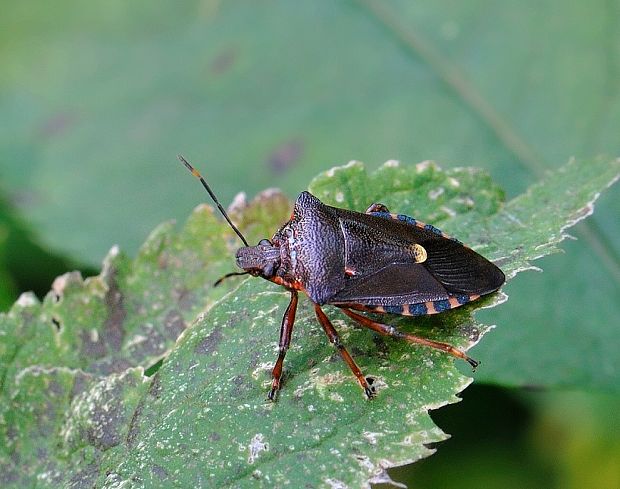 bzdocha červenonohá Pentatoma rufipes