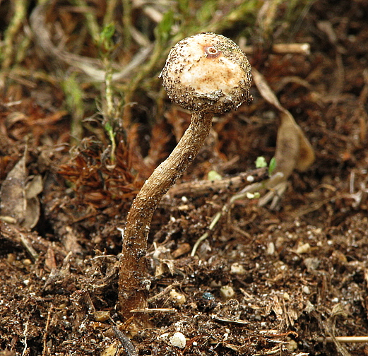 stopkovec zimný Tulostoma brumale Pers.