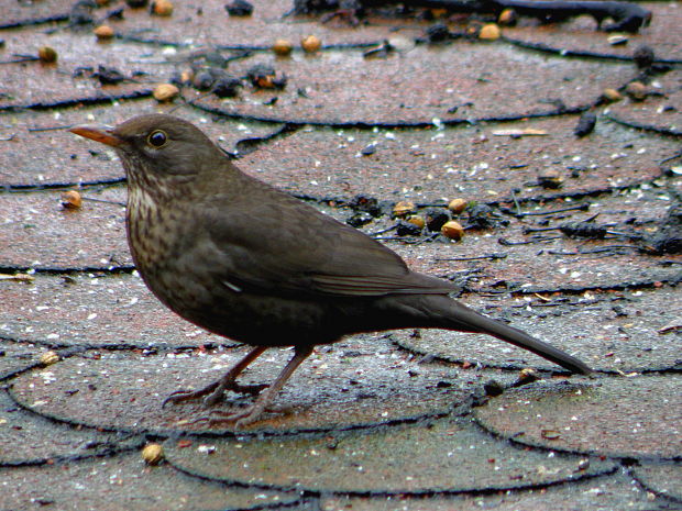 drozd čierny - samička Turdus merula