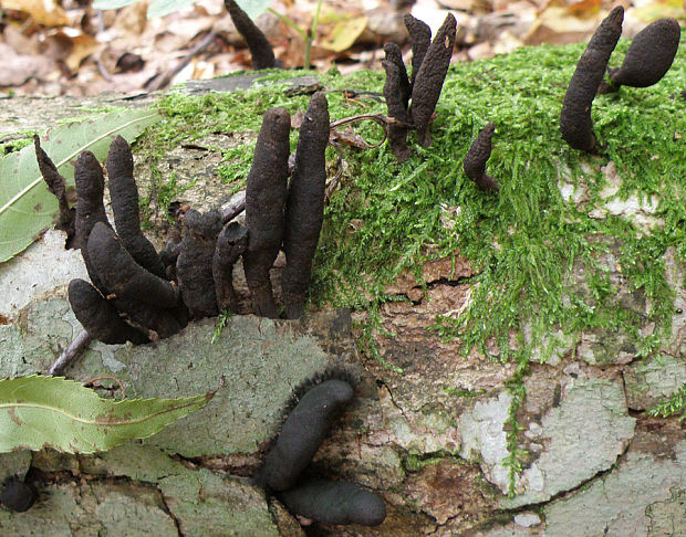 drevnatec Xylaria sp.