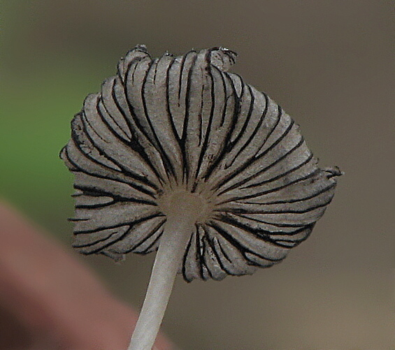 hnojník trusový Coprinopsis stercorea (Fr.) Redhead, Vilgalys & Moncalvo