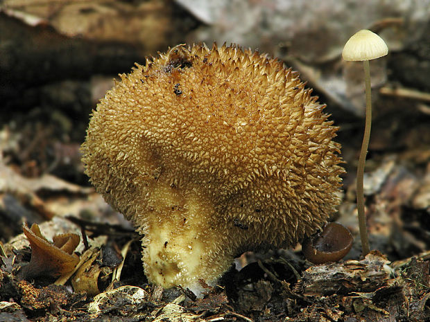 prášnica pichliačová Lycoperdon echinatum Pers.