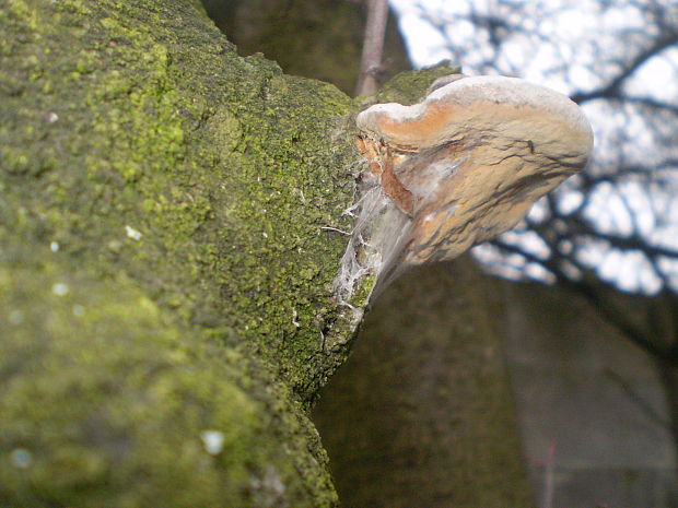 ohňovec slivkový Phellinus pomaceus (Pers.) Maire