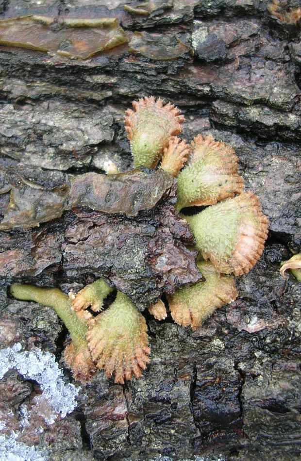 klanolupeňovka obyčajná Schizophyllum commune Fr.