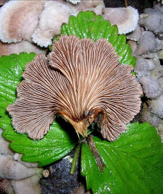 klanolupeňovka obyčajná Schizophyllum commune Fr.