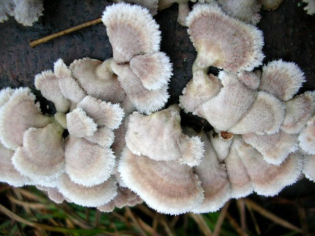 klanolupeňovka obyčajná Schizophyllum commune Fr.