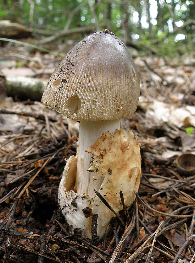 muchotrávka pošvatá Amanita vaginata (Bull.) Lam.