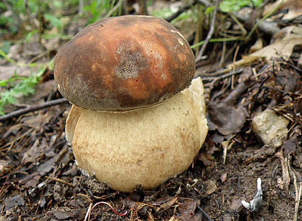 hríb bronzový Boletus aereus Bull. ex Fr.