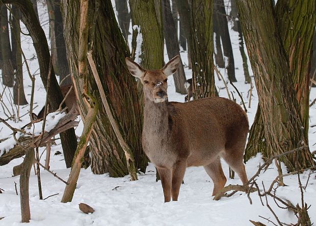 jeleň lesný  Cervus elaphus