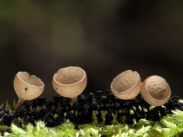 jahňadka obyčajná Ciboria amentacea (Balb.) Fuckel