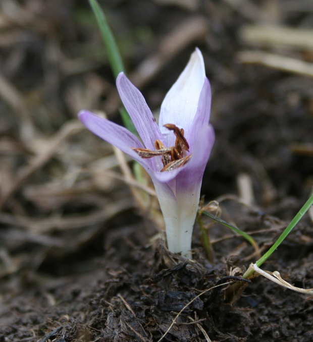 jesienka obyčajná Colchicum autumnale