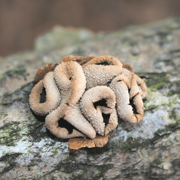 dutinovka otrubnatá Encoelia furfuracea (Roth) P. Karst.