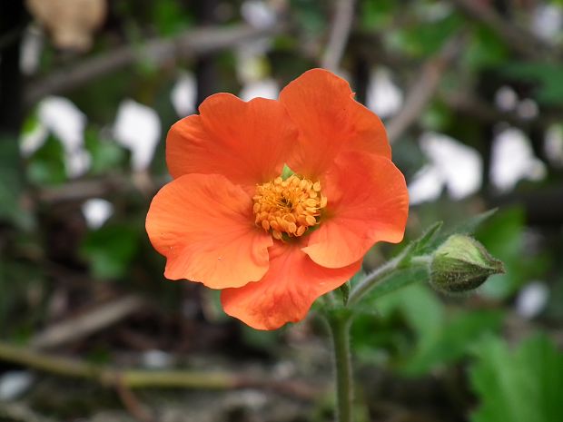 kuklík šarlatový  Geum coccineum  Sibth. & Sm.