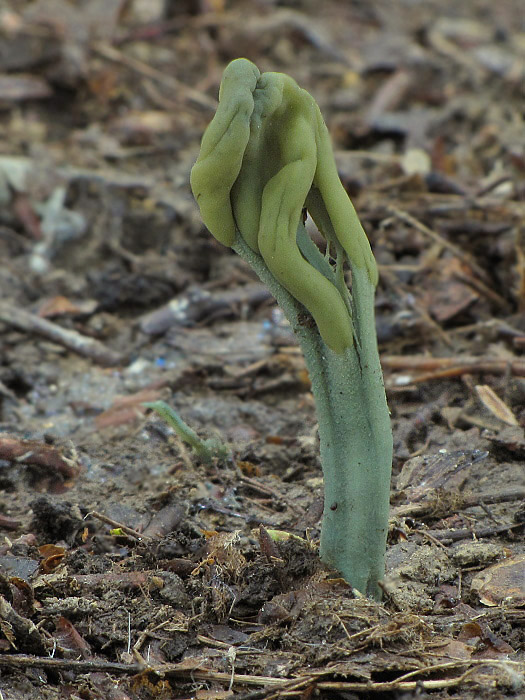 drobnojazýček zelený Microglossum viride (Pers.) Gillet