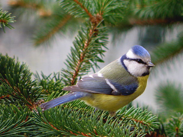 sýkorka belasá  Parus caeruleus