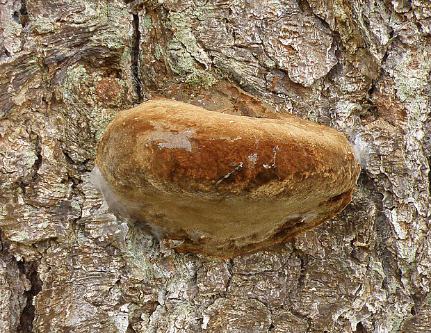 ohňovec Hartigov Phellinus hartigii (Allesch. & Schnabl) Pat.